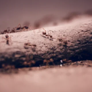 Ants going to their home